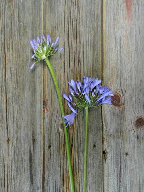  BLUE AGAPANTHUS